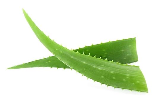 Fungent sadrži aloe veru